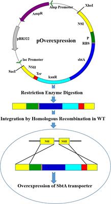 The Effect of Promoter and RBS Combination on the Growth and Glycogen Productivity of Sodium-Dependent Bicarbonate Transporter (SbtA) Overexpressing Synechococcus sp. PCC 7002 Cells